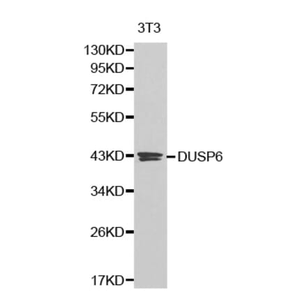 Western blot - DUSP6 antibody from Signalway Antibody (38204) - Antibodies.com