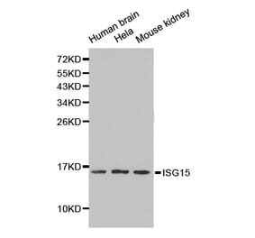 Western blot - ISG15 antibody from Signalway Antibody (38211) - Antibodies.com