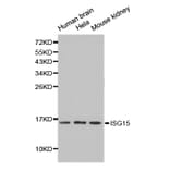 Western blot - ISG15 antibody from Signalway Antibody (38211) - Antibodies.com