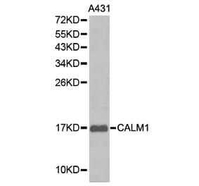 Western blot - CALM1 antibody from Signalway Antibody (38212) - Antibodies.com