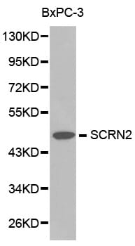 Western blot analysis of BxPC-3 cell lysate using SCRN2 antibody.