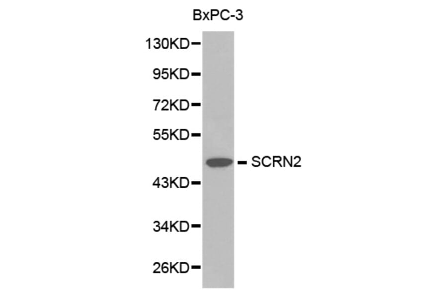 Western blot - SCRN2 antibody from Signalway Antibody (38215) - Antibodies.com