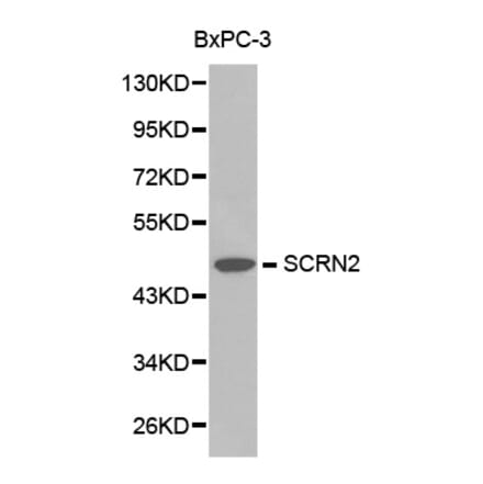Western blot - SCRN2 antibody from Signalway Antibody (38215) - Antibodies.com
