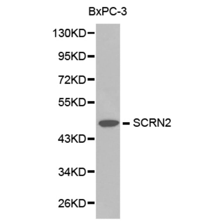 Western blot - SCRN2 antibody from Signalway Antibody (38215) - Antibodies.com