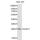 Western blot - KLRC1 antibody from Signalway Antibody (38222) - Antibodies.com
