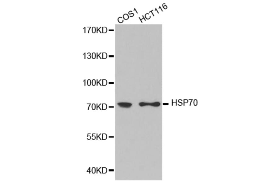 Western blot - HSP70 antibody from Signalway Antibody (38244) - Antibodies.com