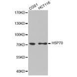 Western blot - HSP70 antibody from Signalway Antibody (38244) - Antibodies.com