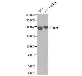 Western blot - ITGAM antibody from Signalway Antibody (38258) - Antibodies.com