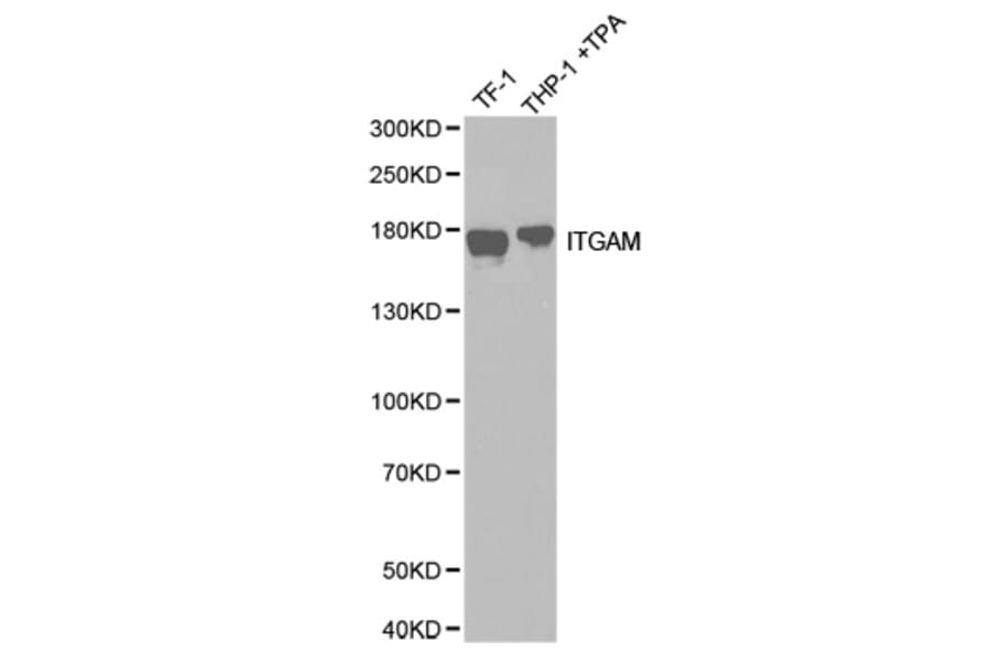 Western blot - ITGAM antibody from Signalway Antibody (38258) - Antibodies.com