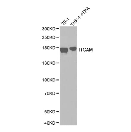 Western blot - ITGAM antibody from Signalway Antibody (38258) - Antibodies.com