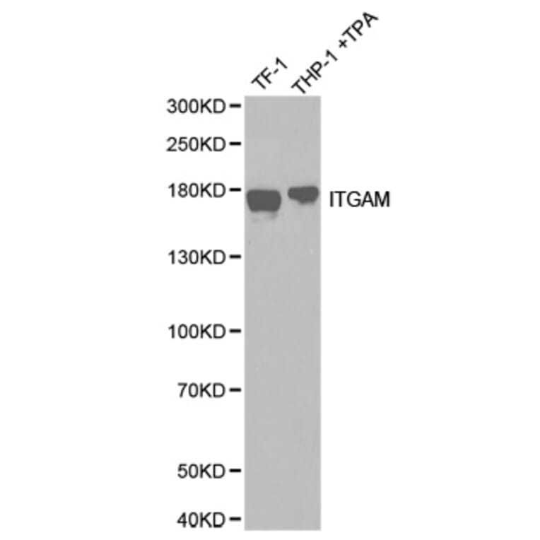 Western blot - ITGAM antibody from Signalway Antibody (38258) - Antibodies.com