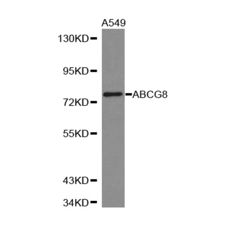 Western blot - ABCG8 antibody from Signalway Antibody (38312) - Antibodies.com