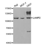 Western blot - LAMP2 antibody from Signalway Antibody (38326) - Antibodies.com