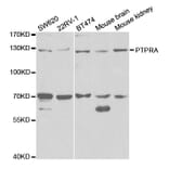 Western blot - PTPRA antibody from Signalway Antibody (38329) - Antibodies.com