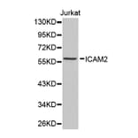 Western blot - ICAM2 antibody from Signalway Antibody (38338) - Antibodies.com