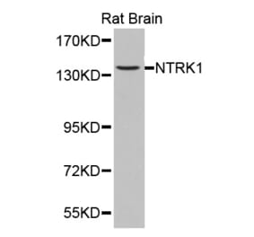 Western blot - NTRK1 antibody from Signalway Antibody (38361) - Antibodies.com