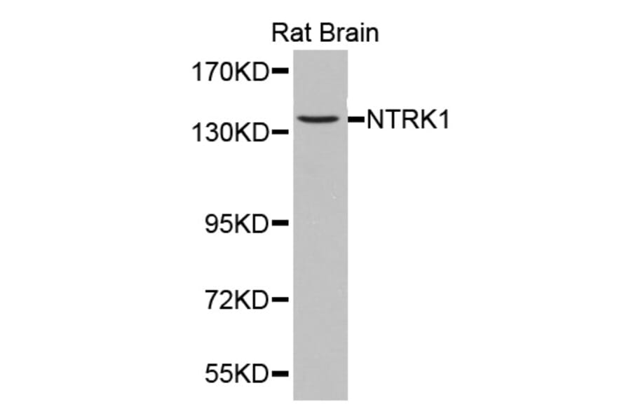 Western blot - NTRK1 antibody from Signalway Antibody (38361) - Antibodies.com