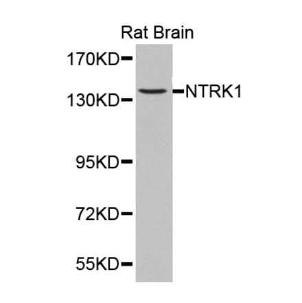 Western blot - NTRK1 antibody from Signalway Antibody (38361) - Antibodies.com