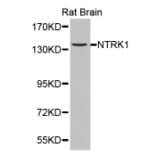 Western blot - NTRK1 antibody from Signalway Antibody (38361) - Antibodies.com