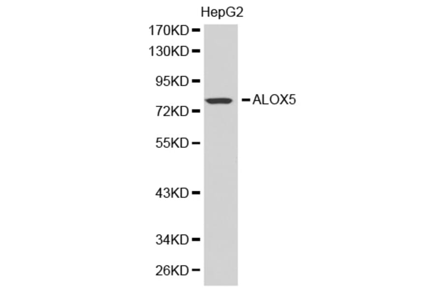 Western blot - ALOX5 antibody from Signalway Antibody (38389) - Antibodies.com