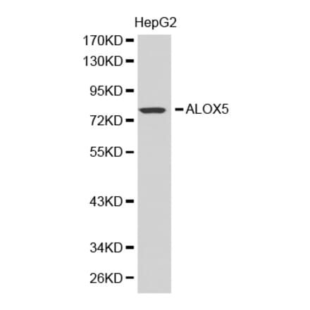 Western blot - ALOX5 antibody from Signalway Antibody (38389) - Antibodies.com