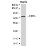 Western blot - ALOX5 antibody from Signalway Antibody (38389) - Antibodies.com