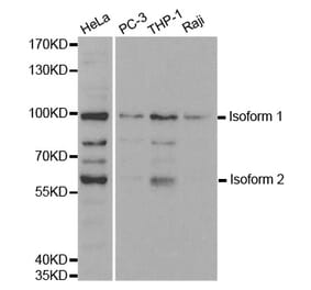 Western blot - UHRF2 antibody from Signalway Antibody (38400) - Antibodies.com