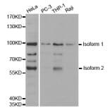 Western blot - UHRF2 antibody from Signalway Antibody (38400) - Antibodies.com