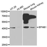 Western blot - EFNB1 antibody from Signalway Antibody (38414) - Antibodies.com