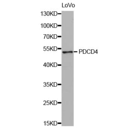 Western blot - PDCD4 antibody from Signalway Antibody (38428) - Antibodies.com