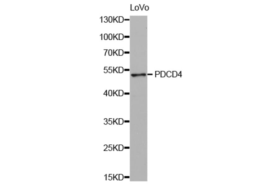 Western blot - PDCD4 antibody from Signalway Antibody (38428) - Antibodies.com
