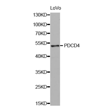 Western blot - PDCD4 antibody from Signalway Antibody (38428) - Antibodies.com