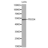 Western blot - PDCD4 antibody from Signalway Antibody (38428) - Antibodies.com