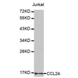 Western blot - CCL24 antibody from Signalway Antibody (38439) - Antibodies.com