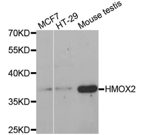 Western blot - HMOX2 antibody from Signalway Antibody (38455) - Antibodies.com