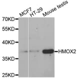 Western blot - HMOX2 antibody from Signalway Antibody (38455) - Antibodies.com