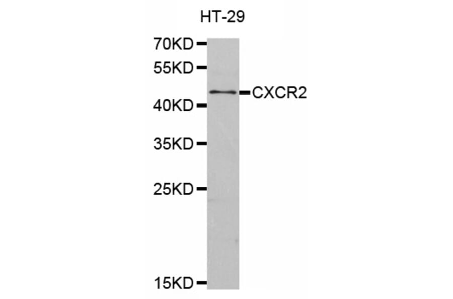 Western blot - CXCR2 antibody from Signalway Antibody (38480) - Antibodies.com