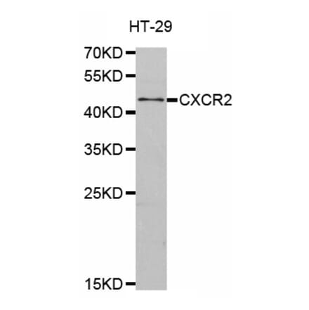 Western blot - CXCR2 antibody from Signalway Antibody (38480) - Antibodies.com