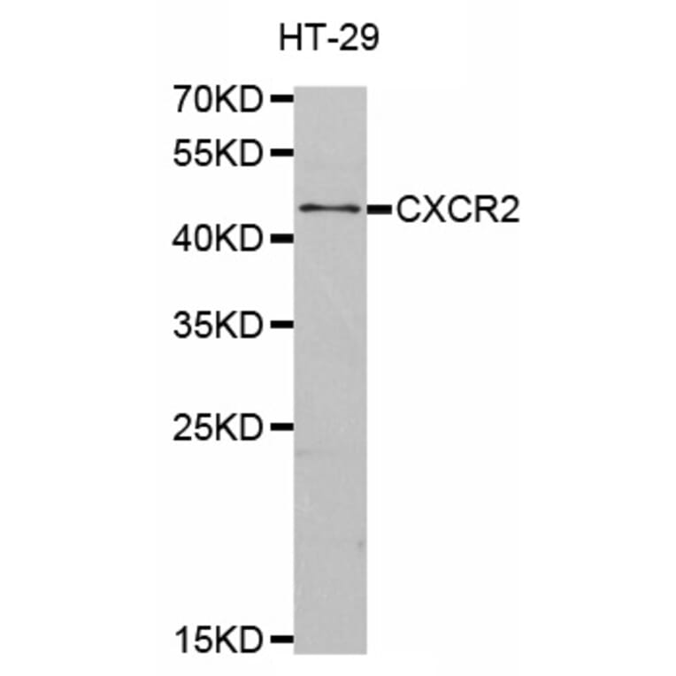 Western blot - CXCR2 antibody from Signalway Antibody (38480) - Antibodies.com