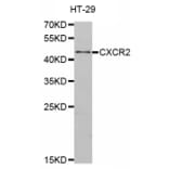 Western blot - CXCR2 antibody from Signalway Antibody (38480) - Antibodies.com