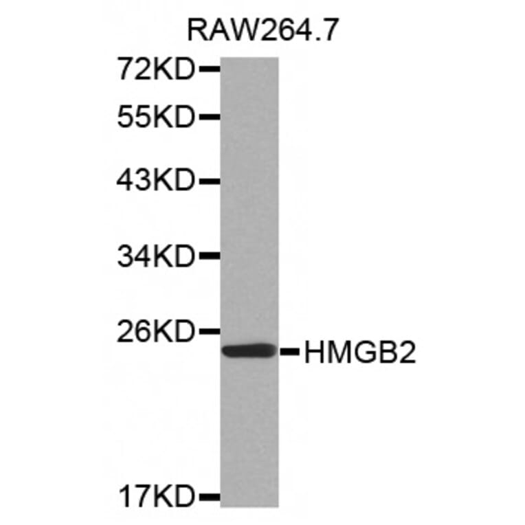 Western blot - HMGB2 antibody from Signalway Antibody (38518) - Antibodies.com