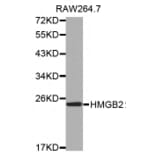 Western blot - HMGB2 antibody from Signalway Antibody (38518) - Antibodies.com