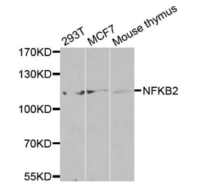 Western blot - NFKB2 antibody from Signalway Antibody (38583) - Antibodies.com