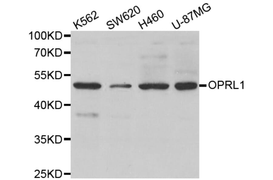 Western blot - OPRL1 antibody from Signalway Antibody (38586) - Antibodies.com