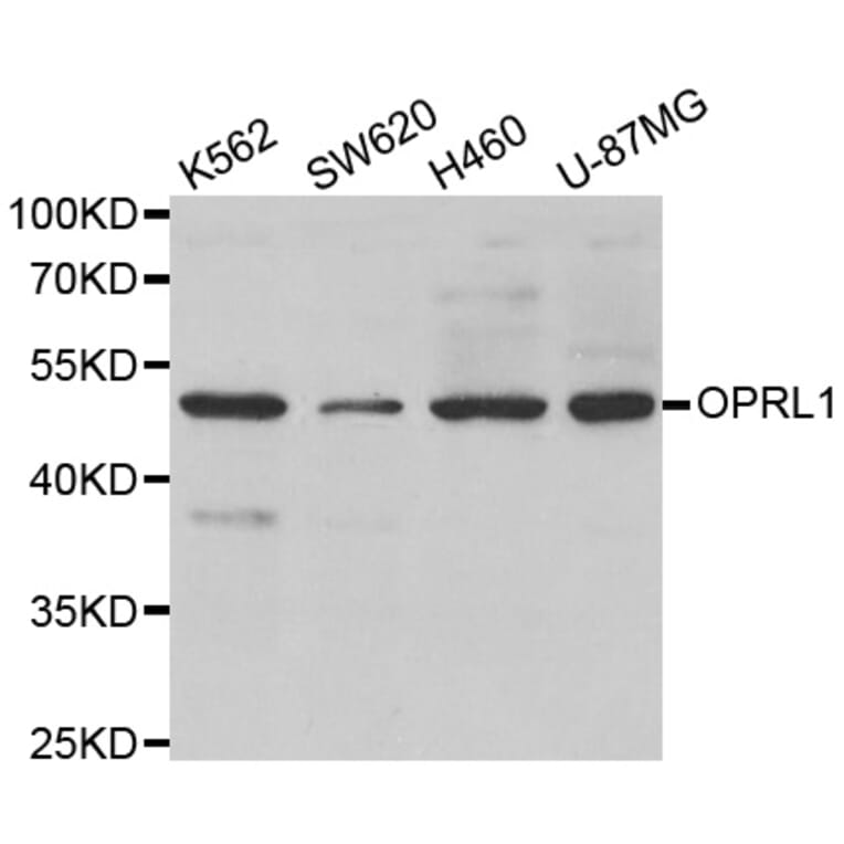 Western blot - OPRL1 antibody from Signalway Antibody (38586) - Antibodies.com