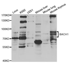 Western blot - BACH1 antibody from Signalway Antibody (38649) - Antibodies.com