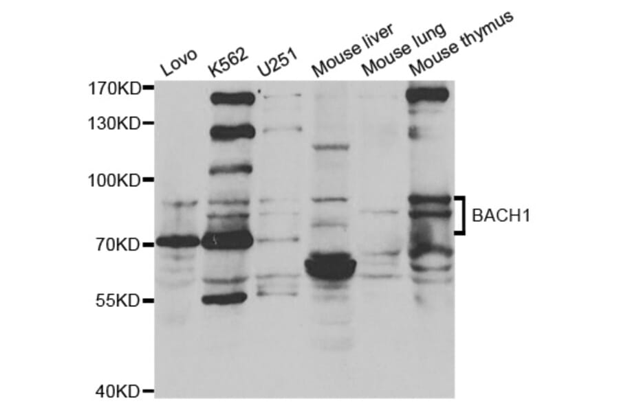 Western blot - BACH1 antibody from Signalway Antibody (38649) - Antibodies.com