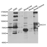 Western blot - BACH1 antibody from Signalway Antibody (38649) - Antibodies.com