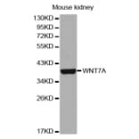 Western blot - WNT7A antibody from Signalway Antibody (38653) - Antibodies.com