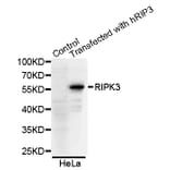 Western blot - RIPK3 antibody from Signalway Antibody (38654) - Antibodies.com